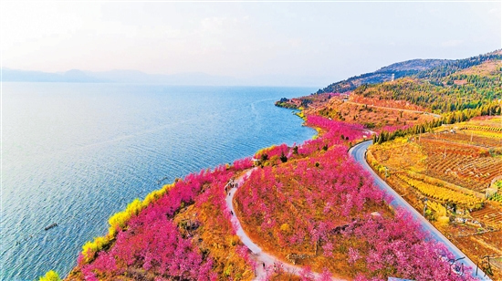 欢乐大世界.第三届云南抚仙湖樱花节的樱花开始红了！