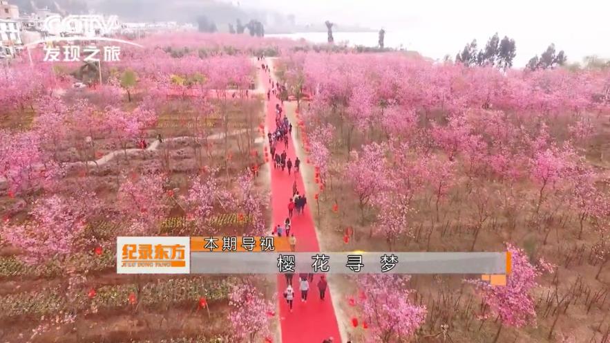 我公司樱花节专题片《樱花寻梦》