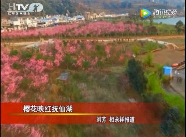 红塔区电视台报道第二届云南抚仙湖樱花节