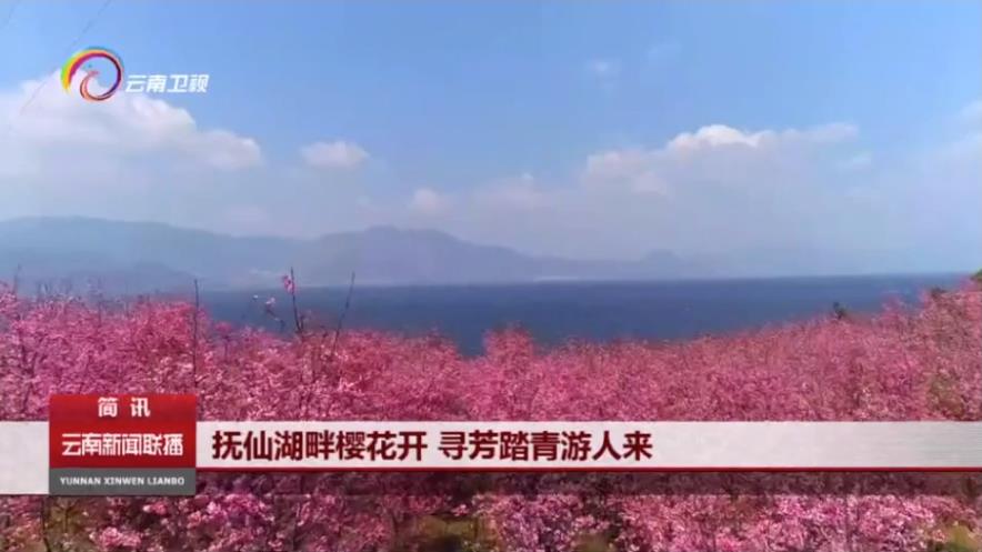 云南卫视报道“第二届云南抚仙湖樱花节