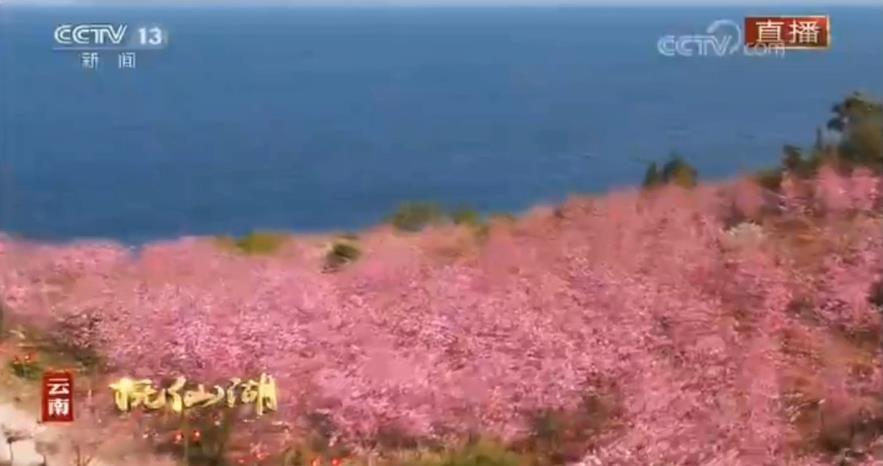 中央电视台第三次现场直播我公司抚仙湖樱花园开花盛况