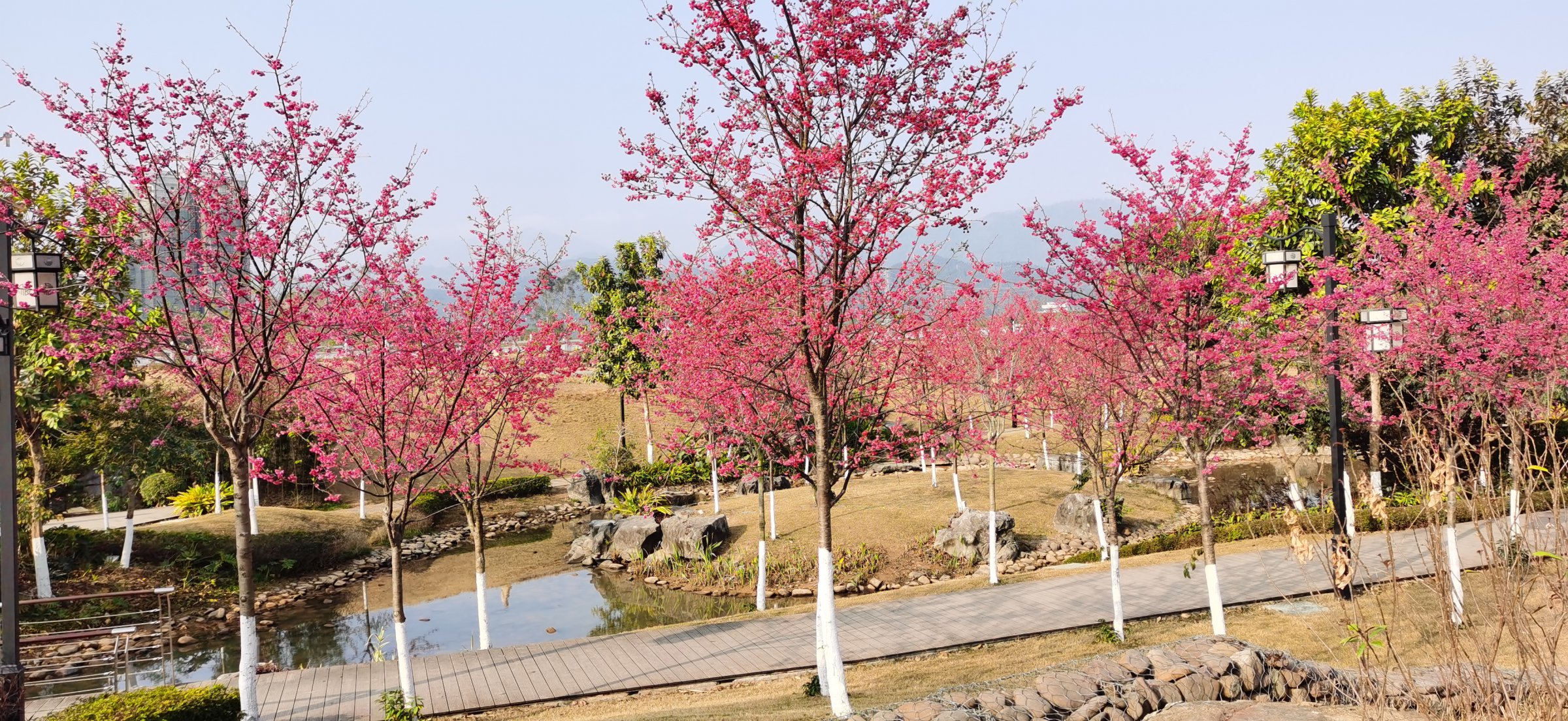 云南红樱在广西蒙山县湿地公园的应用