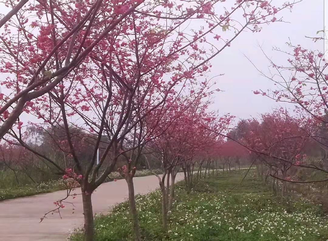 台湾牡丹樱在广西贵港四季花田景区应用