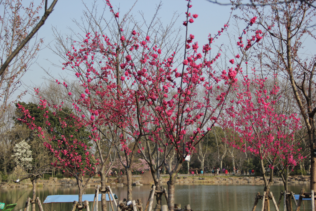 11我公司中国红樱在上海植物园的开花效果.jpg