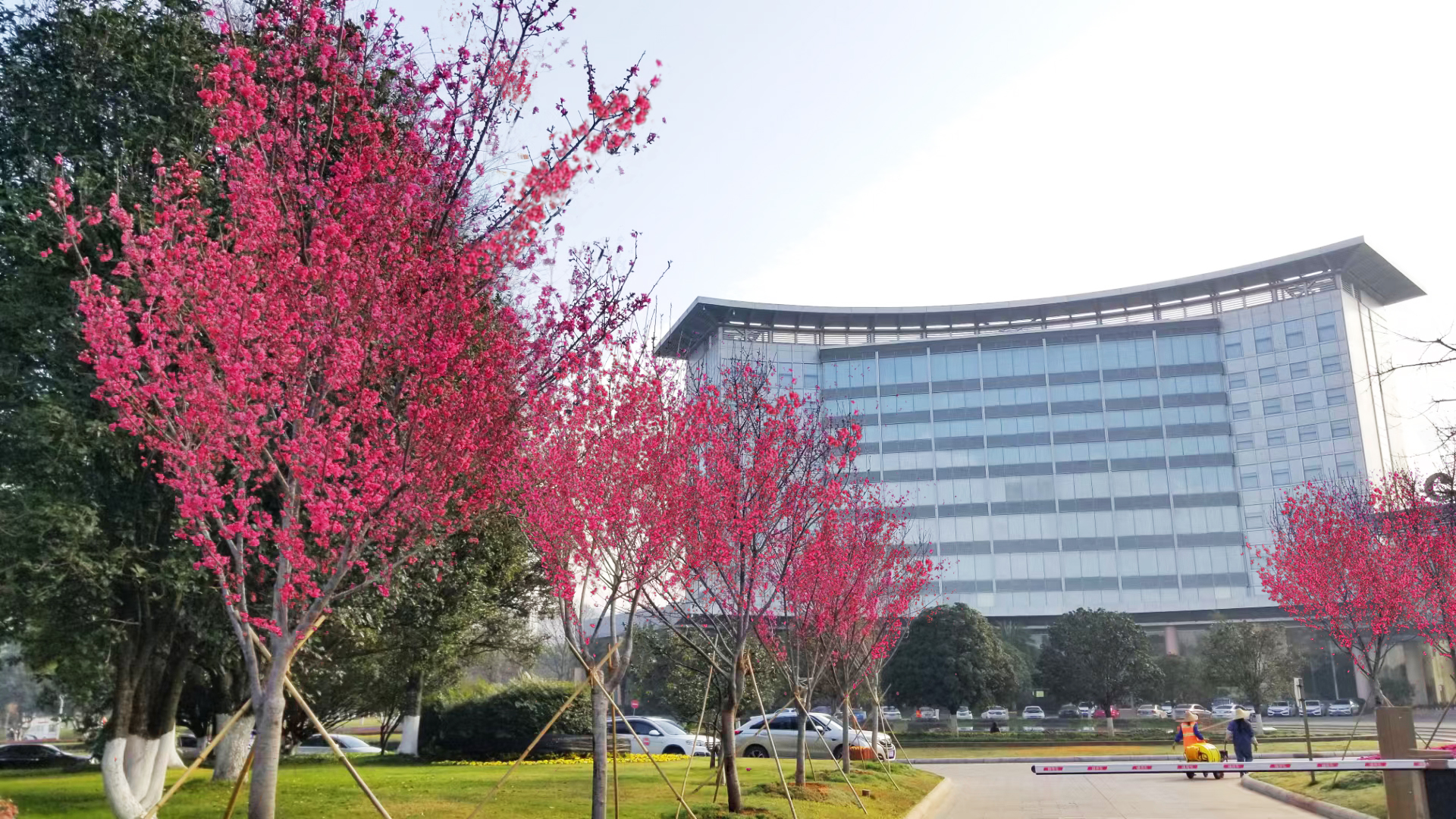 10我公司樱花新品种紫荆樱在红塔集团总部的应用效果.jpg