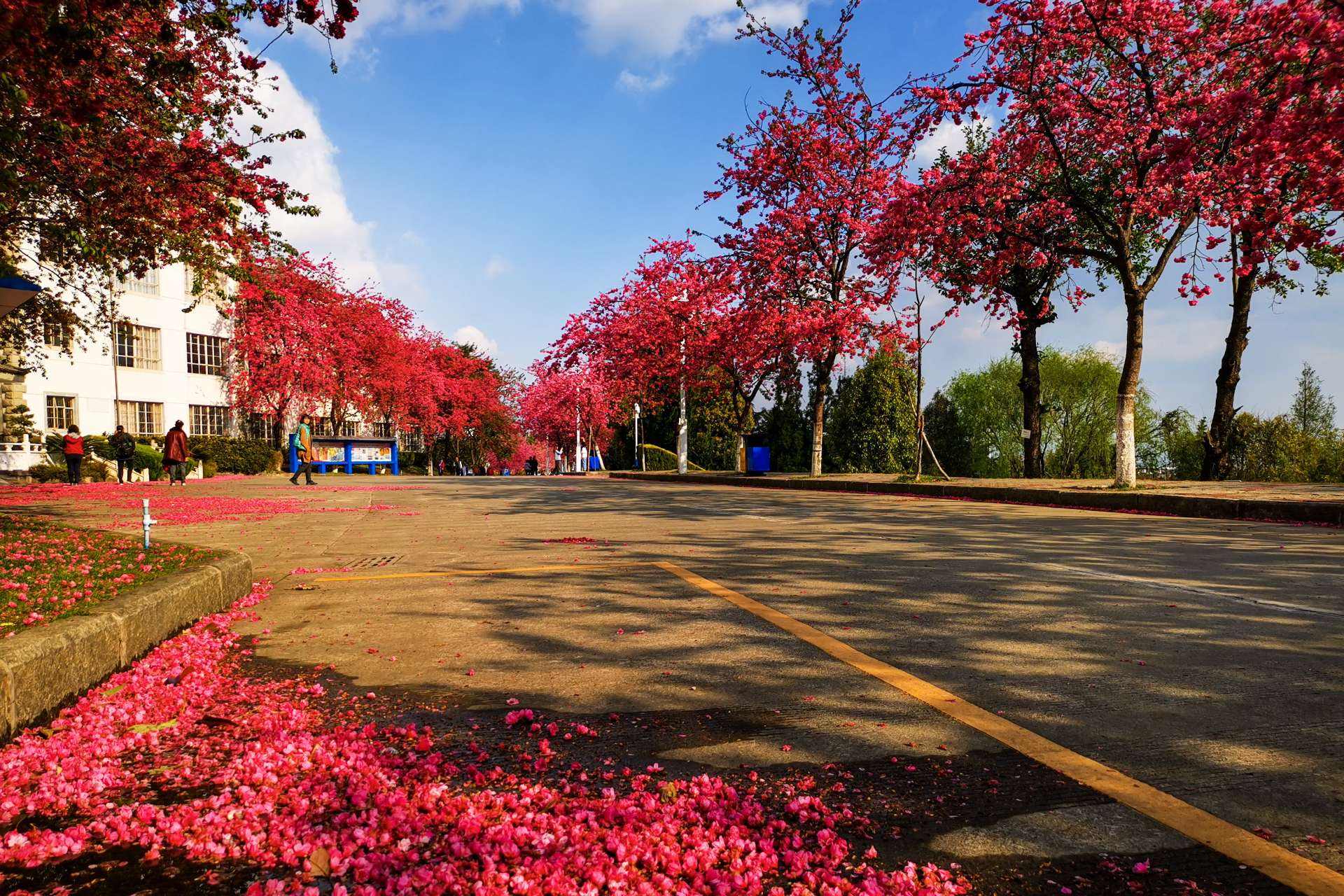 我公司云南樱花在大理大学的应用效果