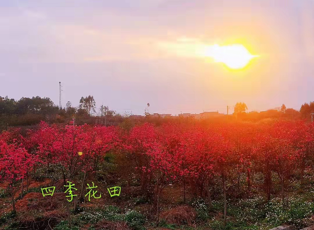 万家红樱在广西贵港四季花田景区的应用