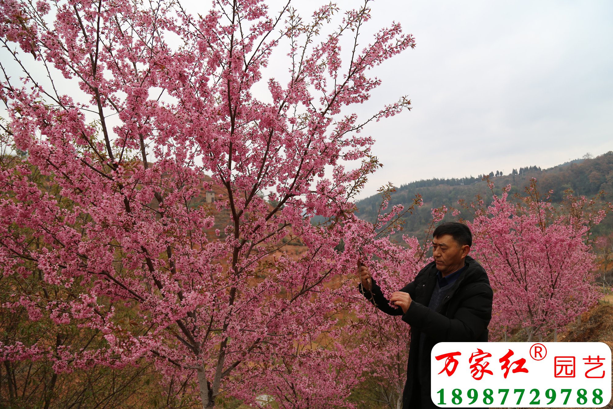 4-8公分冬樱花开花效果.jpg