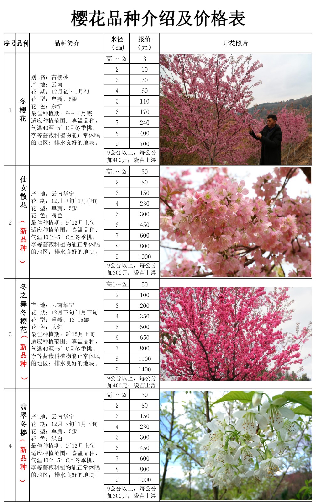 樱花品种介绍及价格表