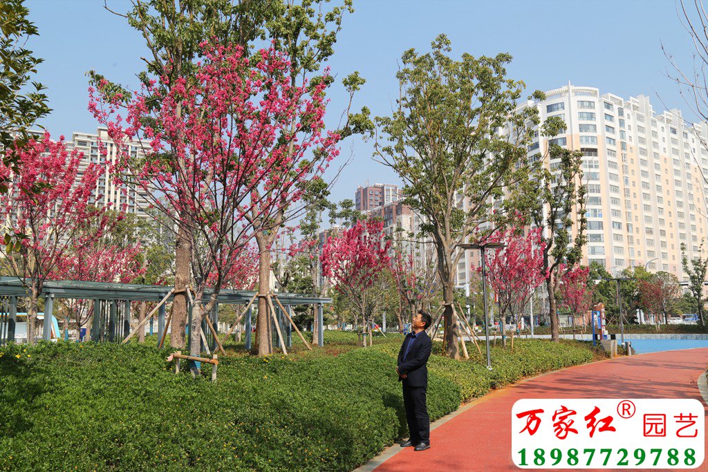 新品种云南红樱、紫荆樱在江川体育文化广场的应用