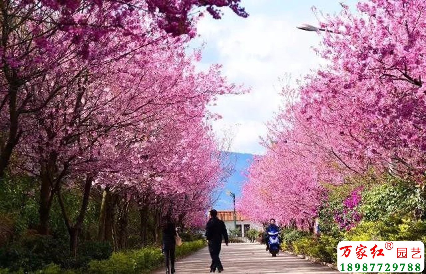 我公司承建的云南抚仙湖水资源博物馆樱花大道工程.jpg