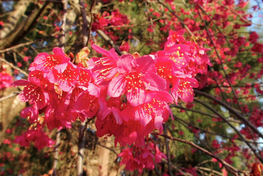 福建山樱花