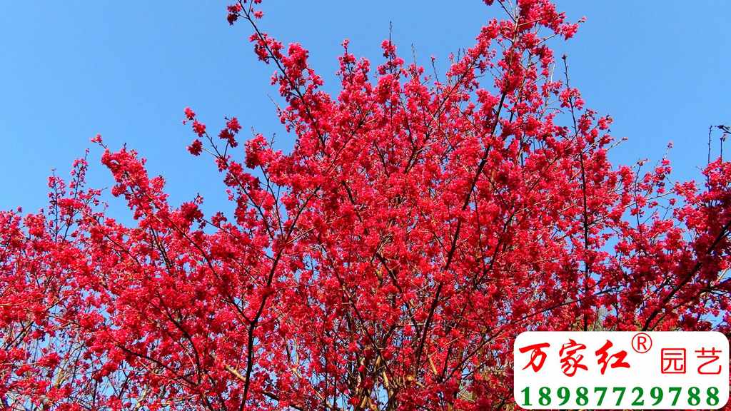 中国红樱花（新品种）