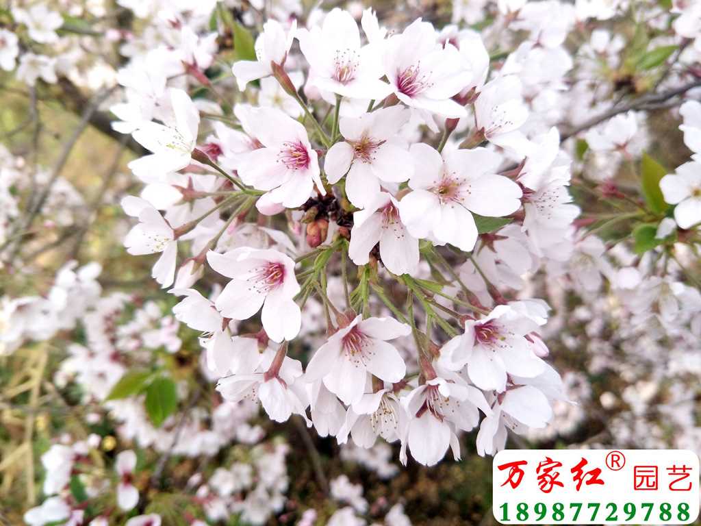 Compress_1686558545674953.jpg