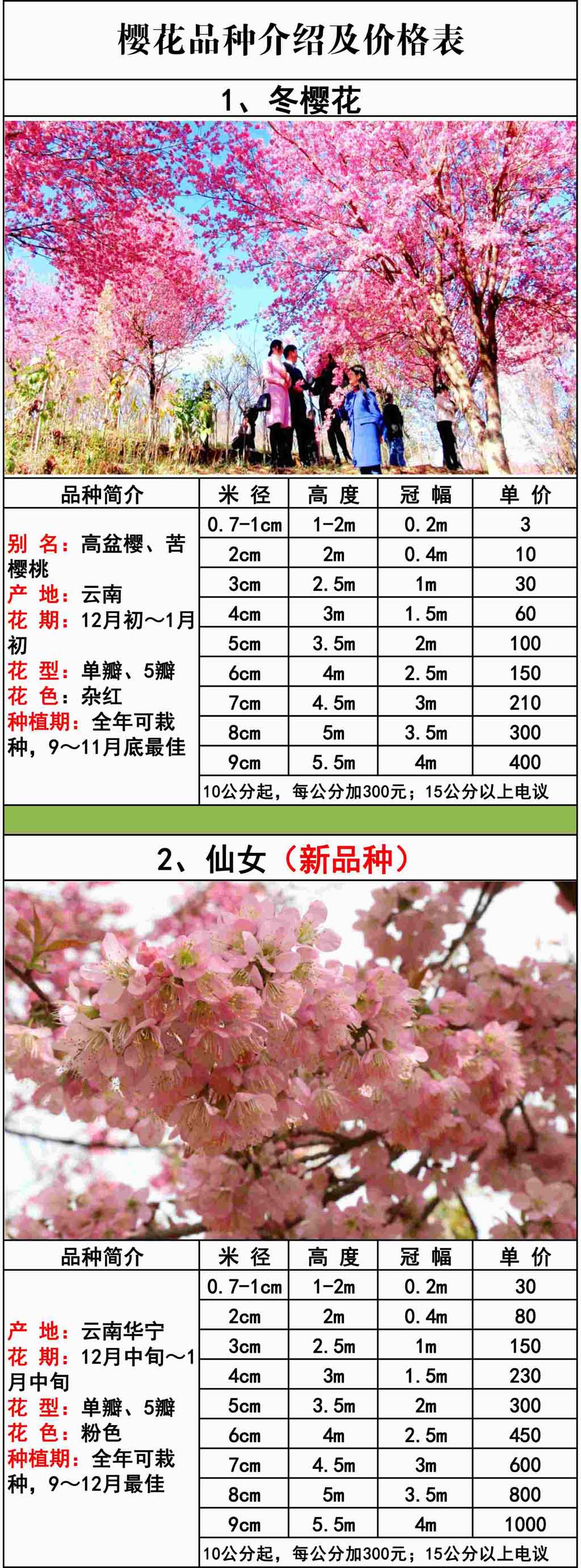 樱花品种介绍及价格表