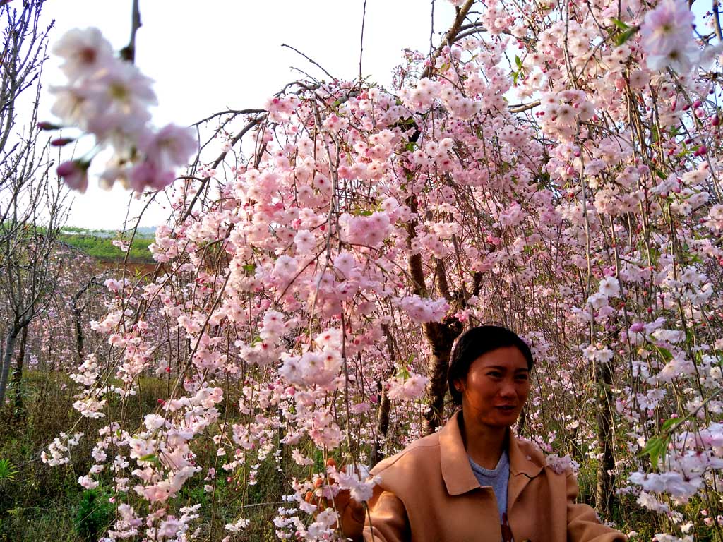 雨晴垂枝樱花