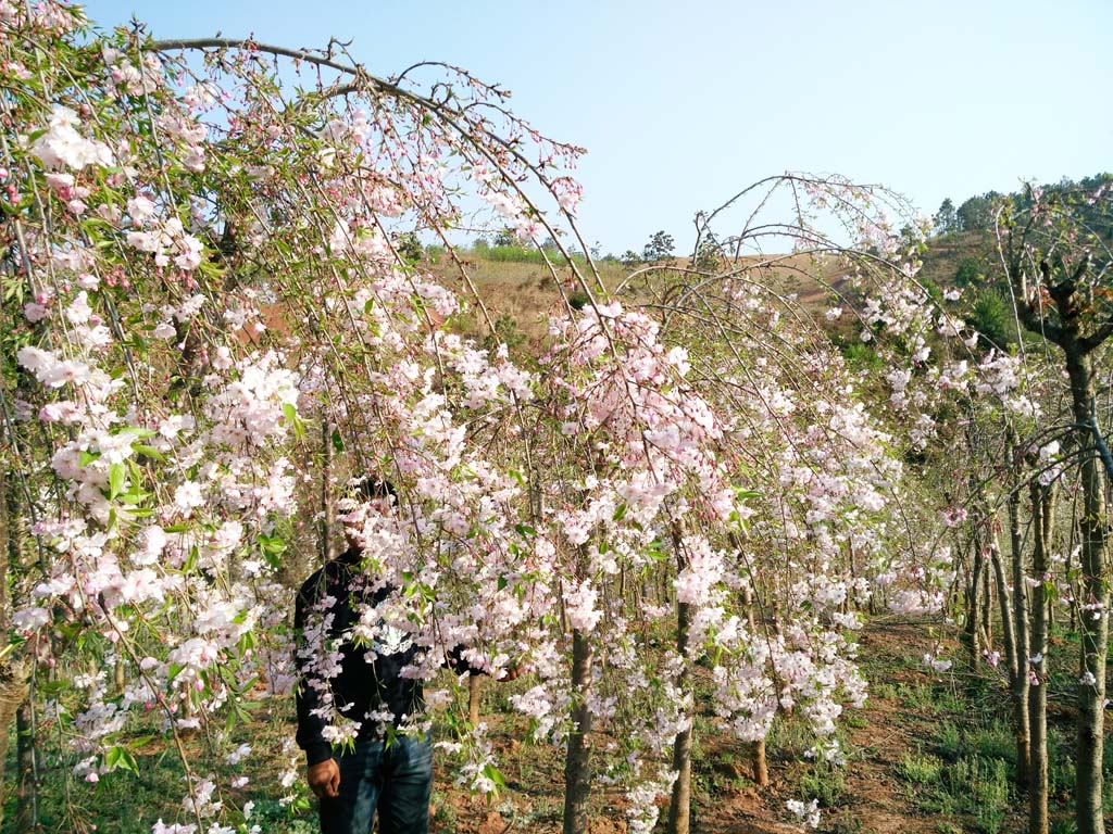 八重红垂枝樱花