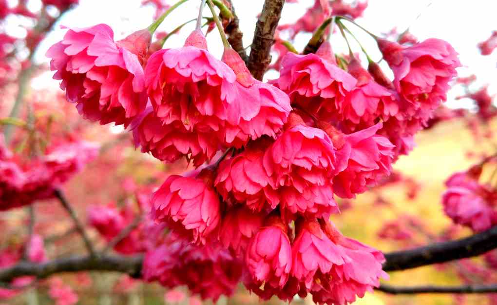 <b>牡丹樱花</b>