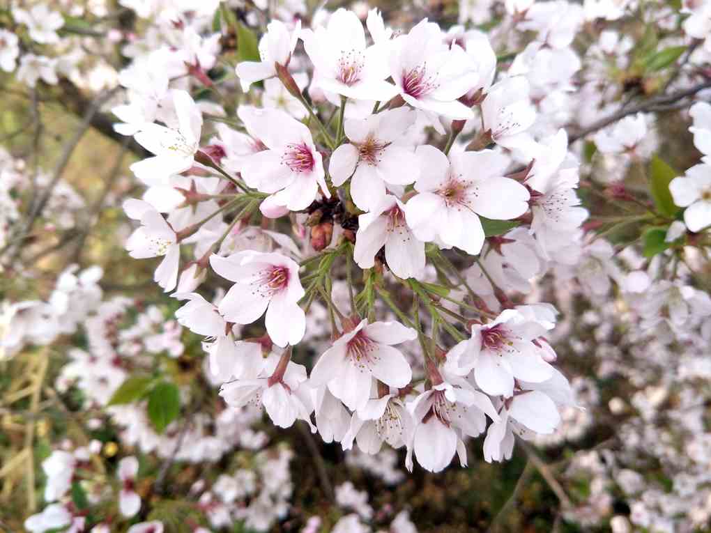 <b>日本早樱（染井吉野樱花）</b>