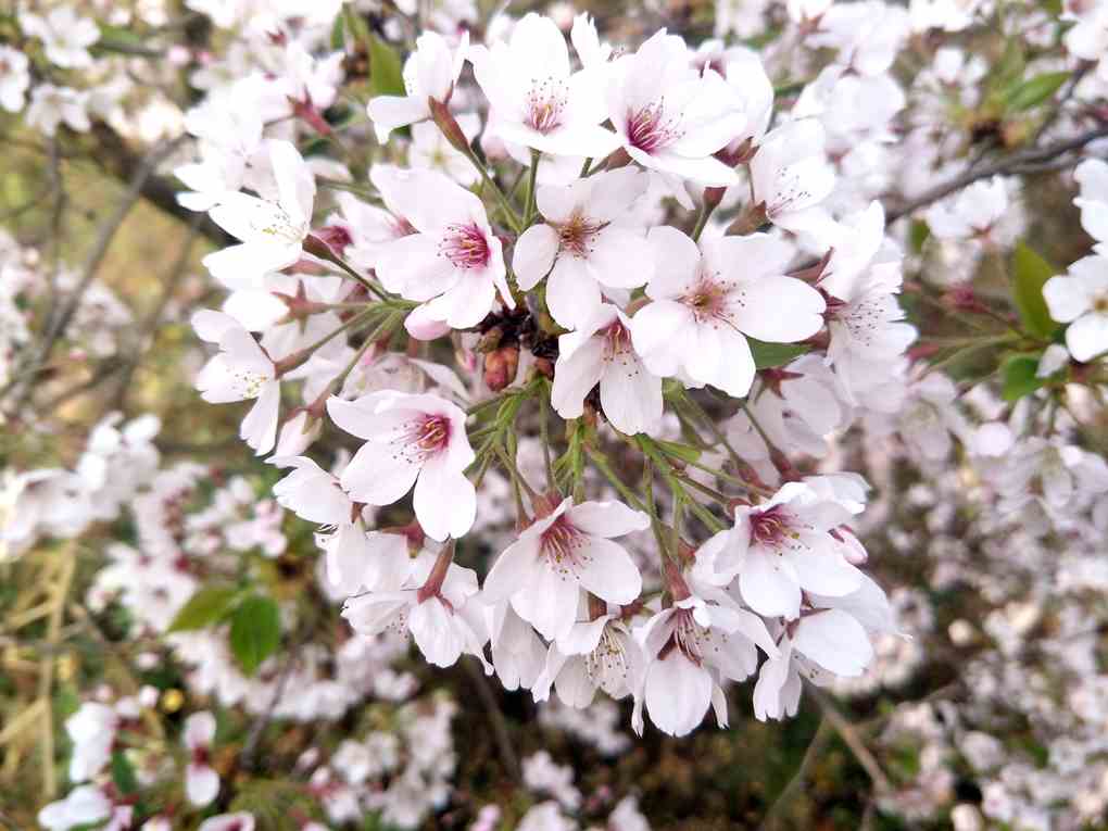 日本早樱（染井吉野樱花）