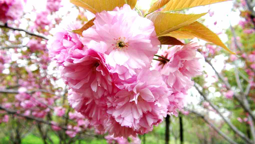 日本晚樱（关山樱花）