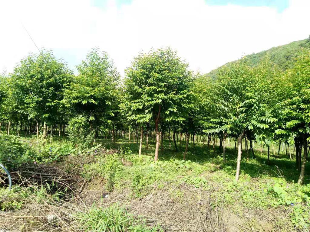 1697417842115755.jpg 7-8公分冬之舞冬樱花图片.jpg