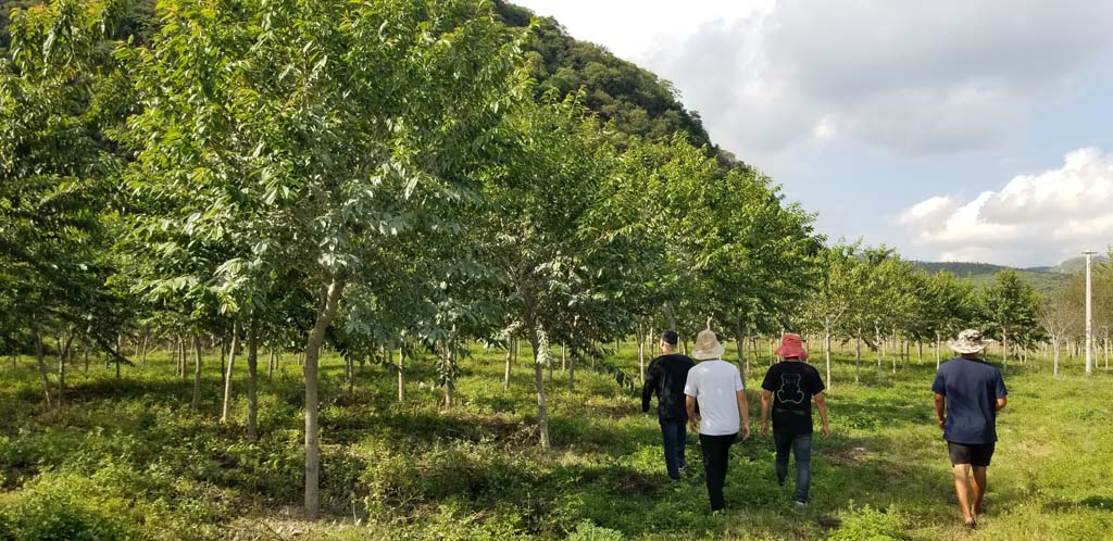 1697417853613547.jpg 9-10公分冬之舞冬樱花照片.jpg