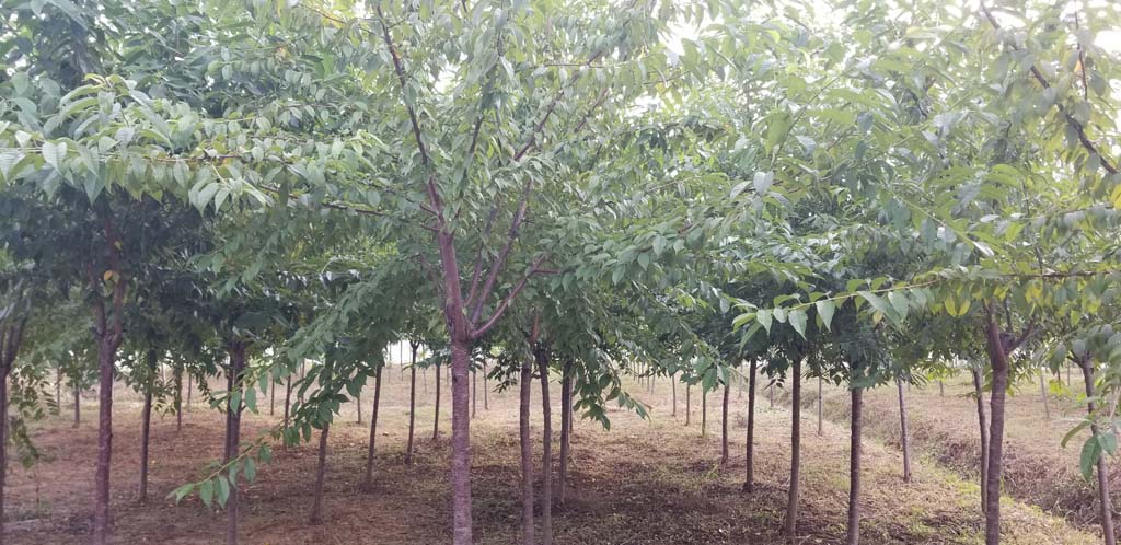 1697526708260213.jpg 4-5公分重瓣冬樱苗木.jpg