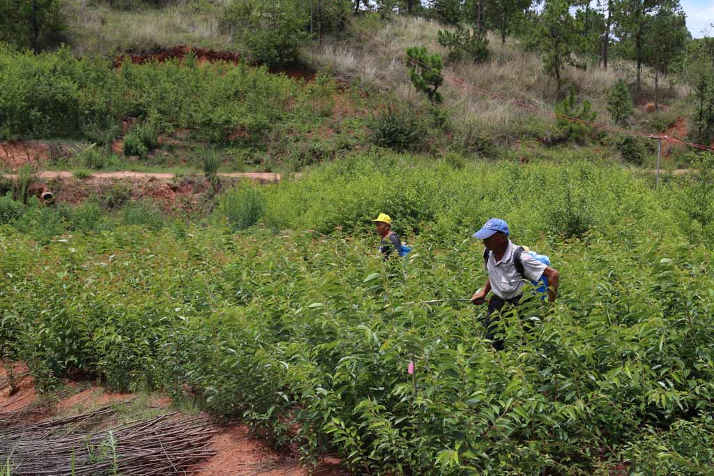 1697531978105173.jpg 23   病虫害防治.jpg