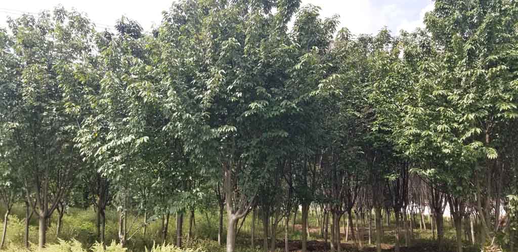 1697533042266926.jpg 75c4931b13456eace9d581770ef222b.jpg