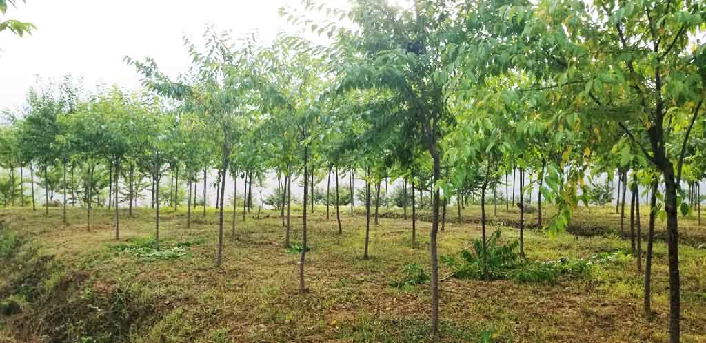 1697533495137800.jpg 3-4公分冬之舞樱花苗木.jpg