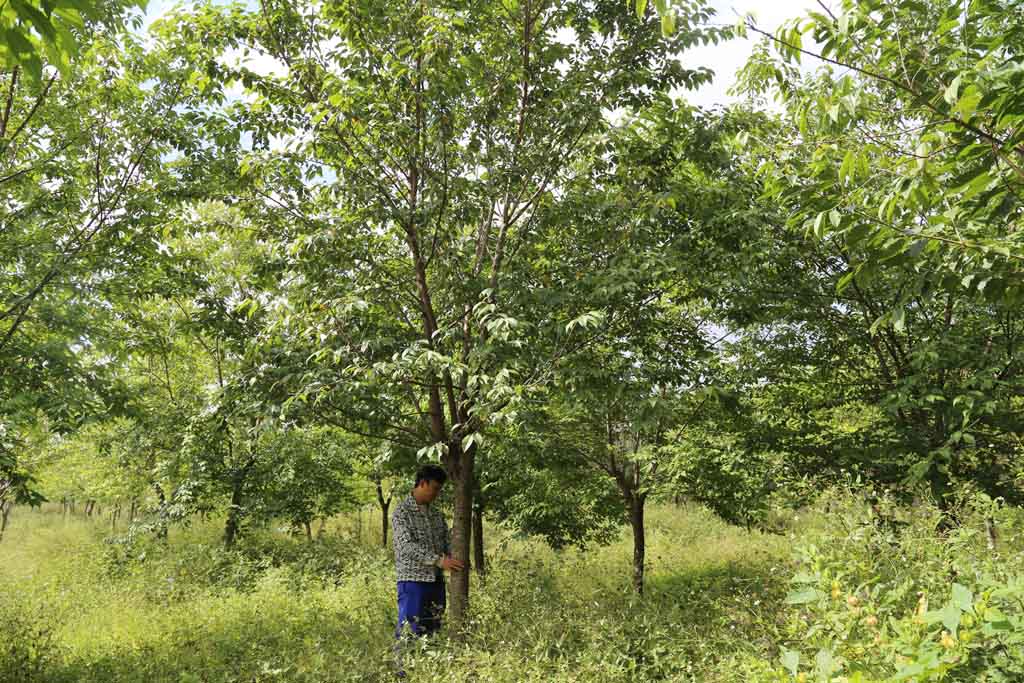 1697534269649134.jpg 13公分冬之舞冬樱花苗木照片.jpg