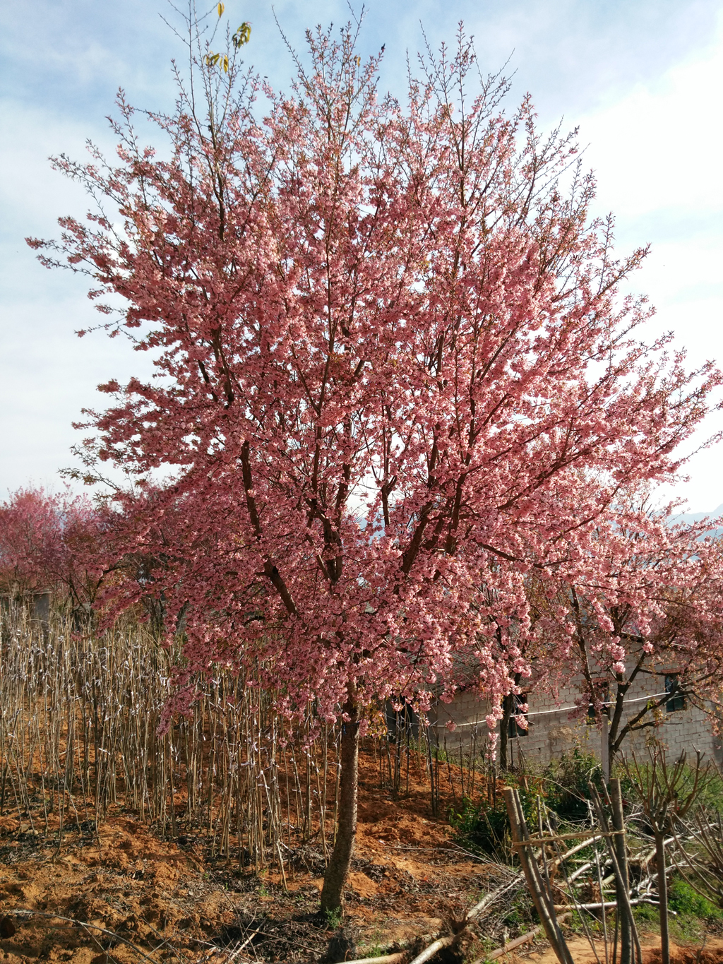 9公分仙女散花开花效果.jpg