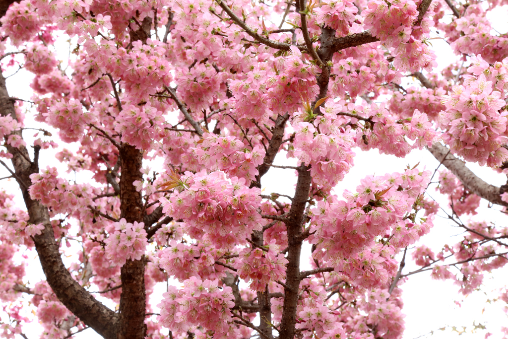 仙女散花开花近照.jpg