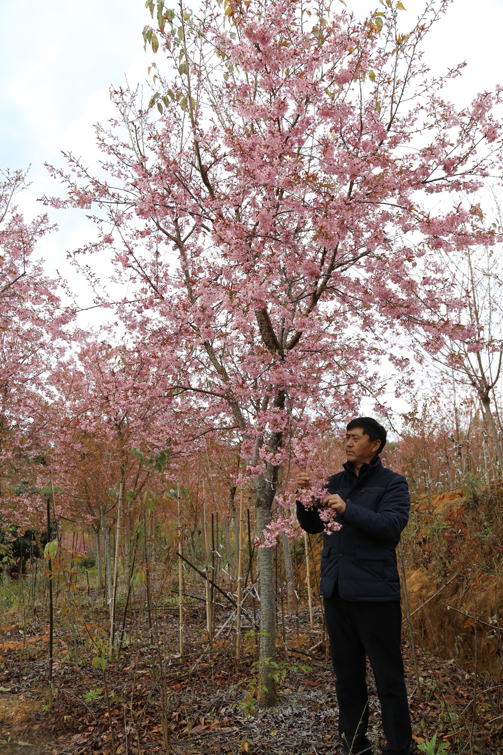 8公分仙女散花开花效果.jpg