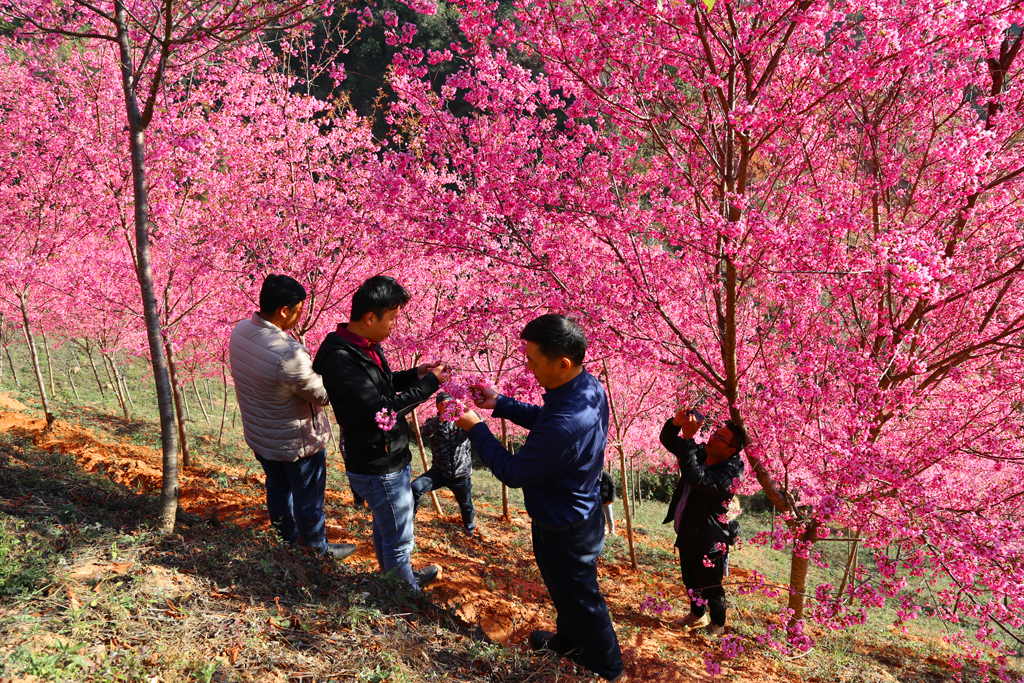 3-8公分冬之舞樱花开花效果.jpg