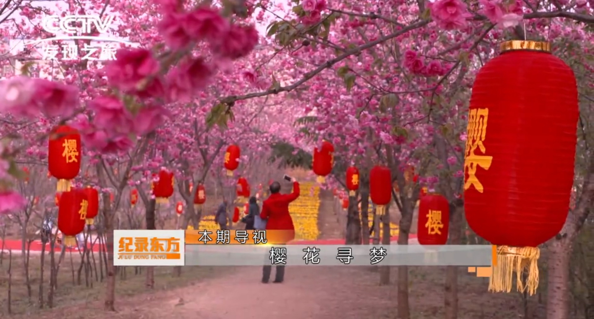 我公司樱花节专题片《樱花寻梦》