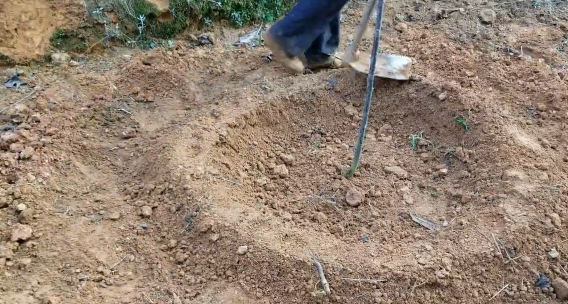 樱花小苗栽种视频教程