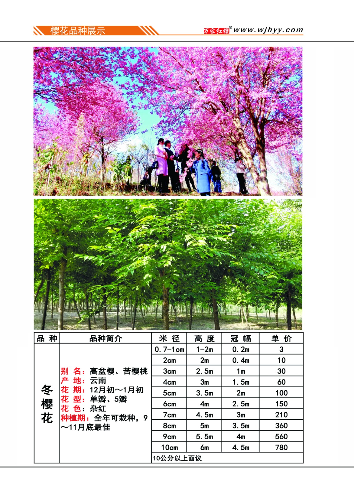 樱花品种介绍及价格表