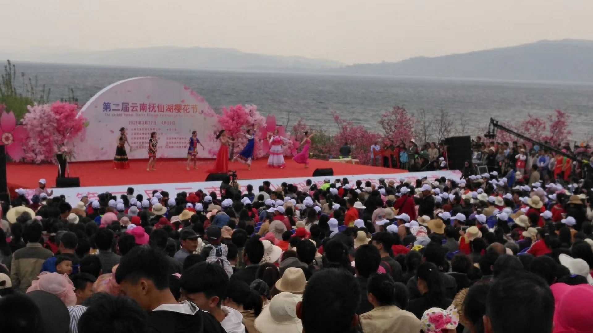欢乐大世界.第三届云南抚仙湖樱花节的樱花开始红了！
