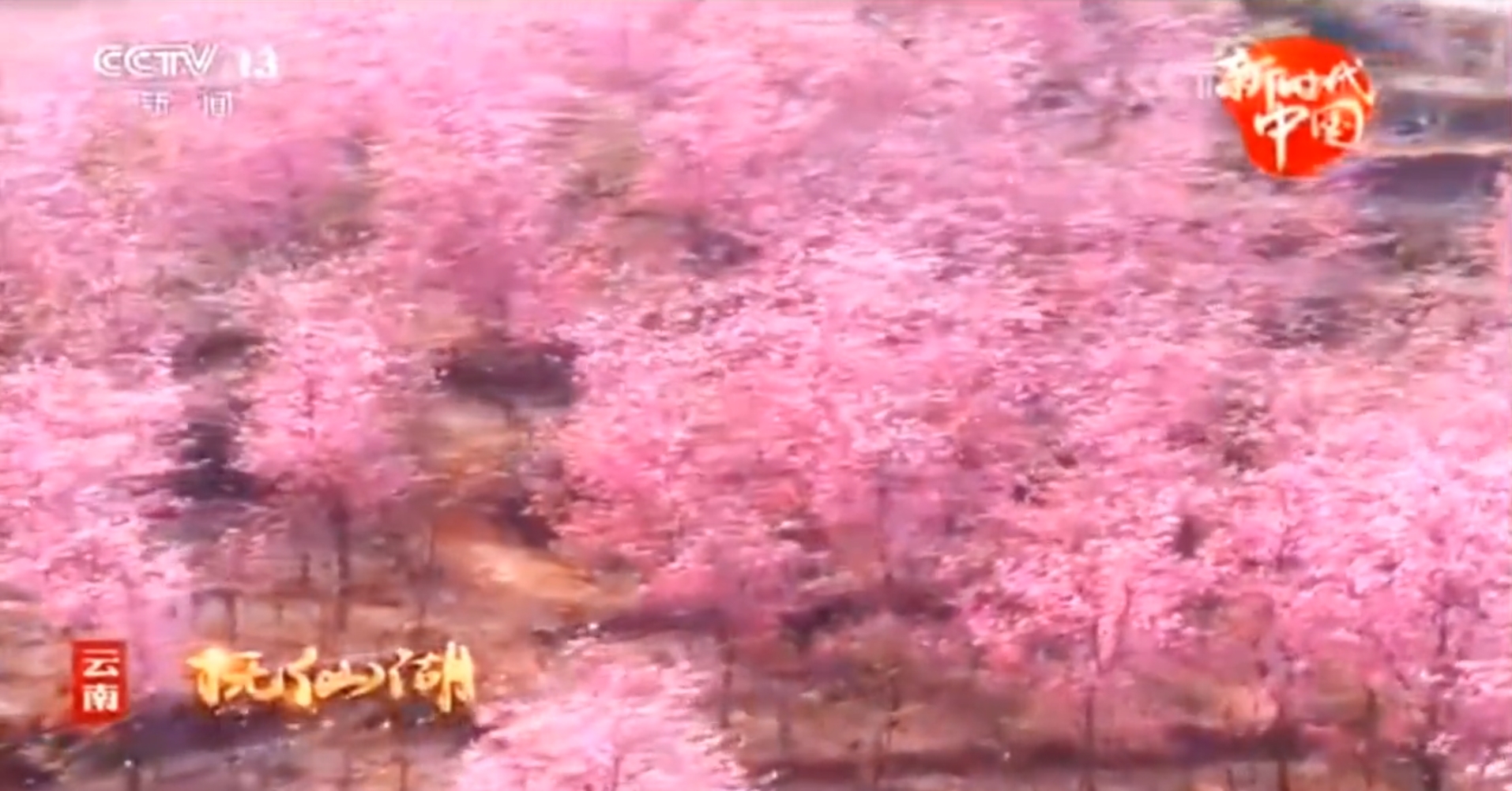 第二届云南抚仙湖樱花节花絮