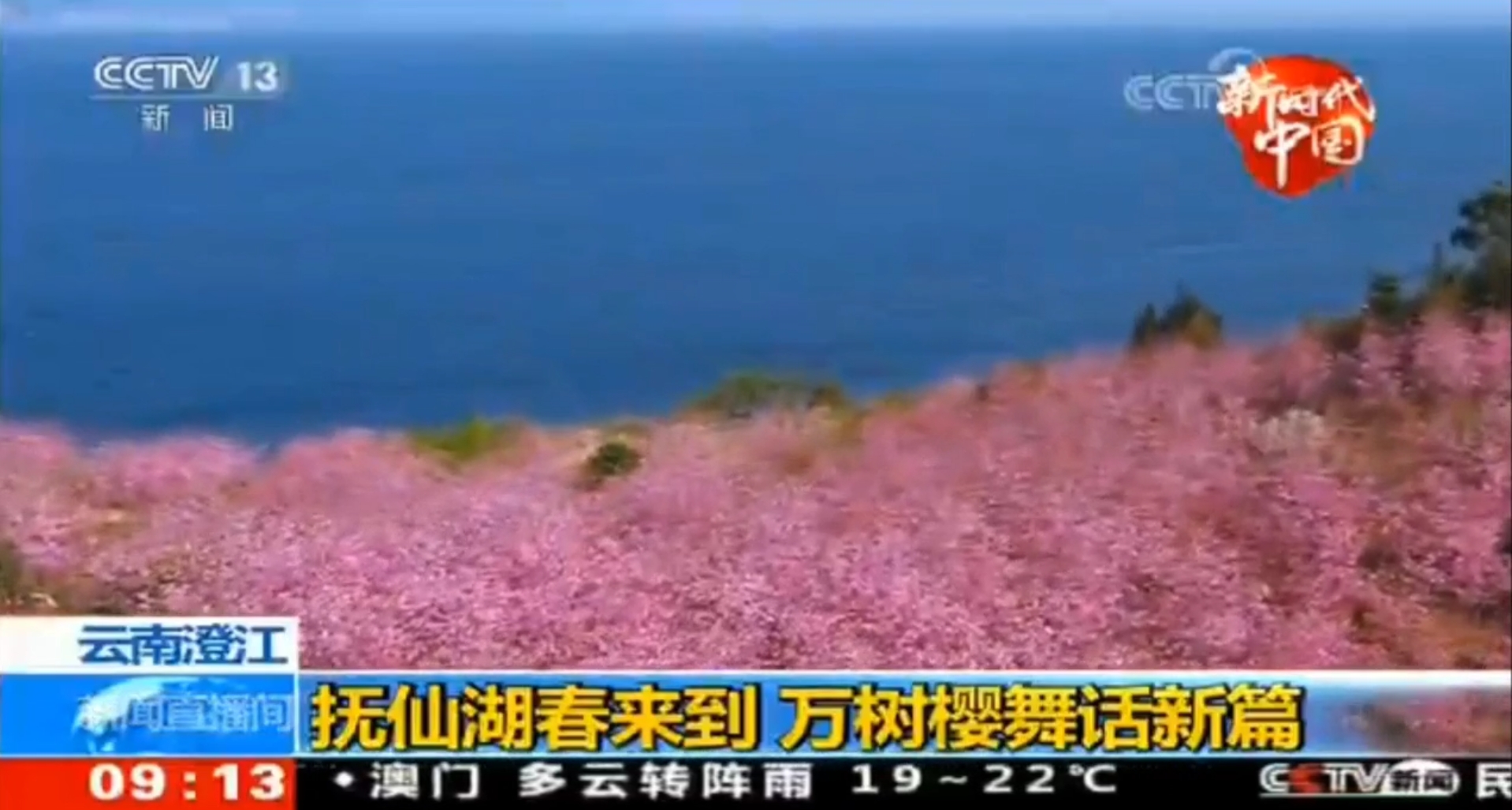 中央电视台“两会”特别节目第三次现场直播我公司抚仙湖樱花园开花盛况
