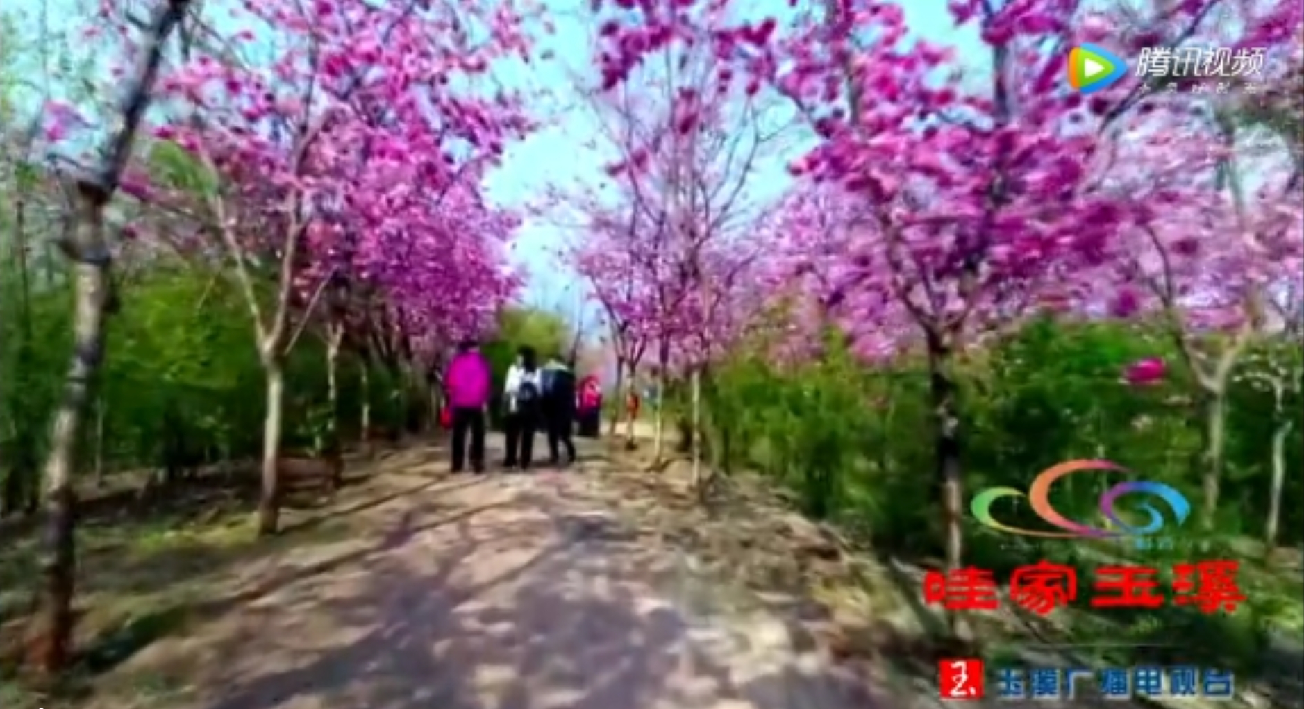 玉溪广播电视台直播第二届云南抚仙湖樱花节