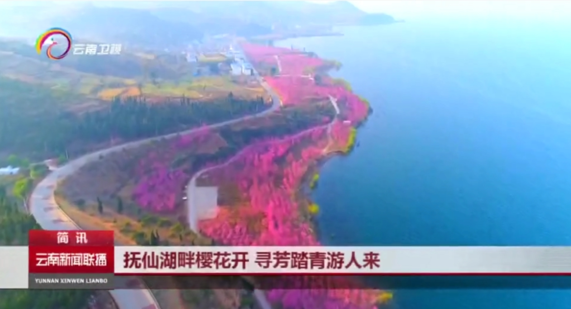 云南卫视报道“第二届云南抚仙湖樱花节