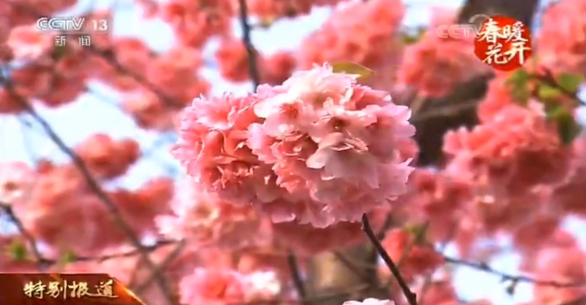 中央电视台“两会”特别节目现场直播我公司抚仙湖樱花园开花盛况（二）