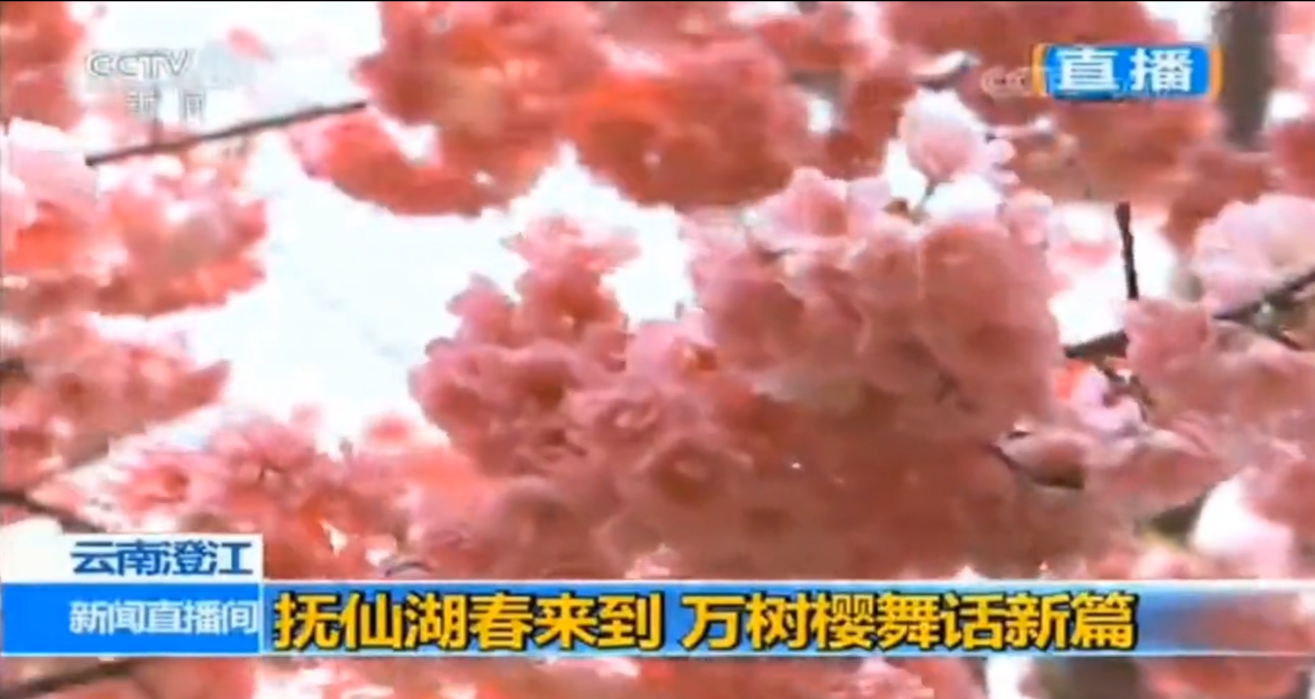 中央电视台“两会”特别节目现场直播我公司抚仙湖樱花园开花盛况（一）