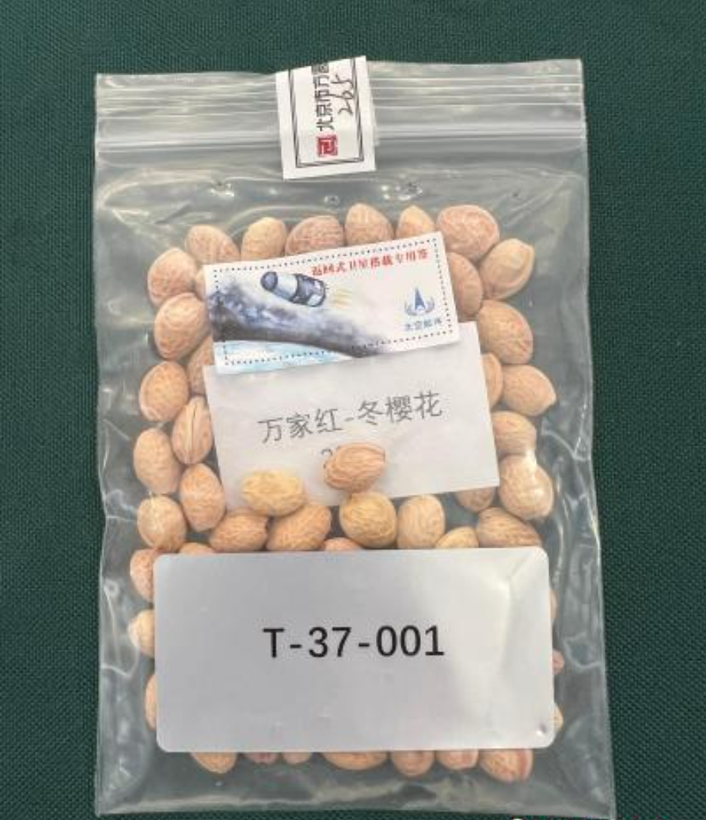中国新闻网报道：220克遨游太空樱花种子在云南华宁交接