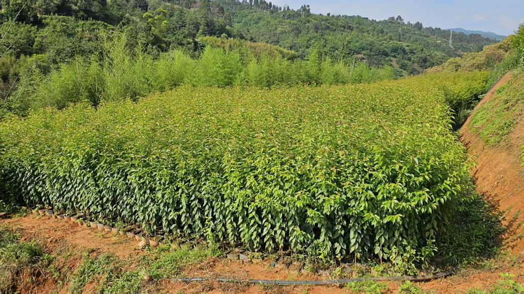 樱花容器苗标准化培育技术规程