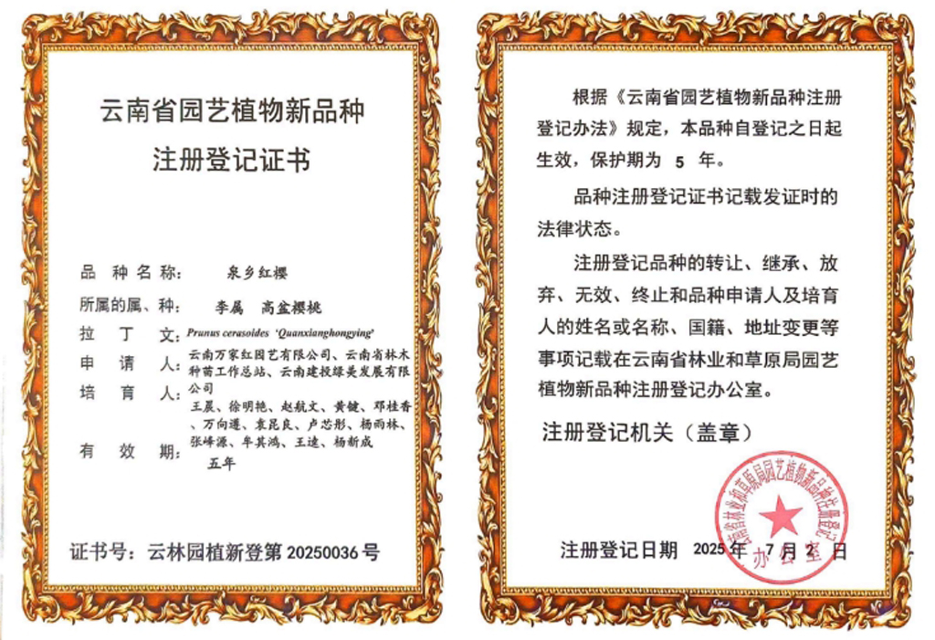 泉乡红樱植物新品种证书