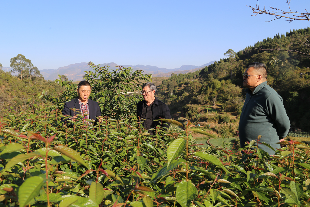 华宁县政协主席黄汝刚调研我县樱花航天育种基地
